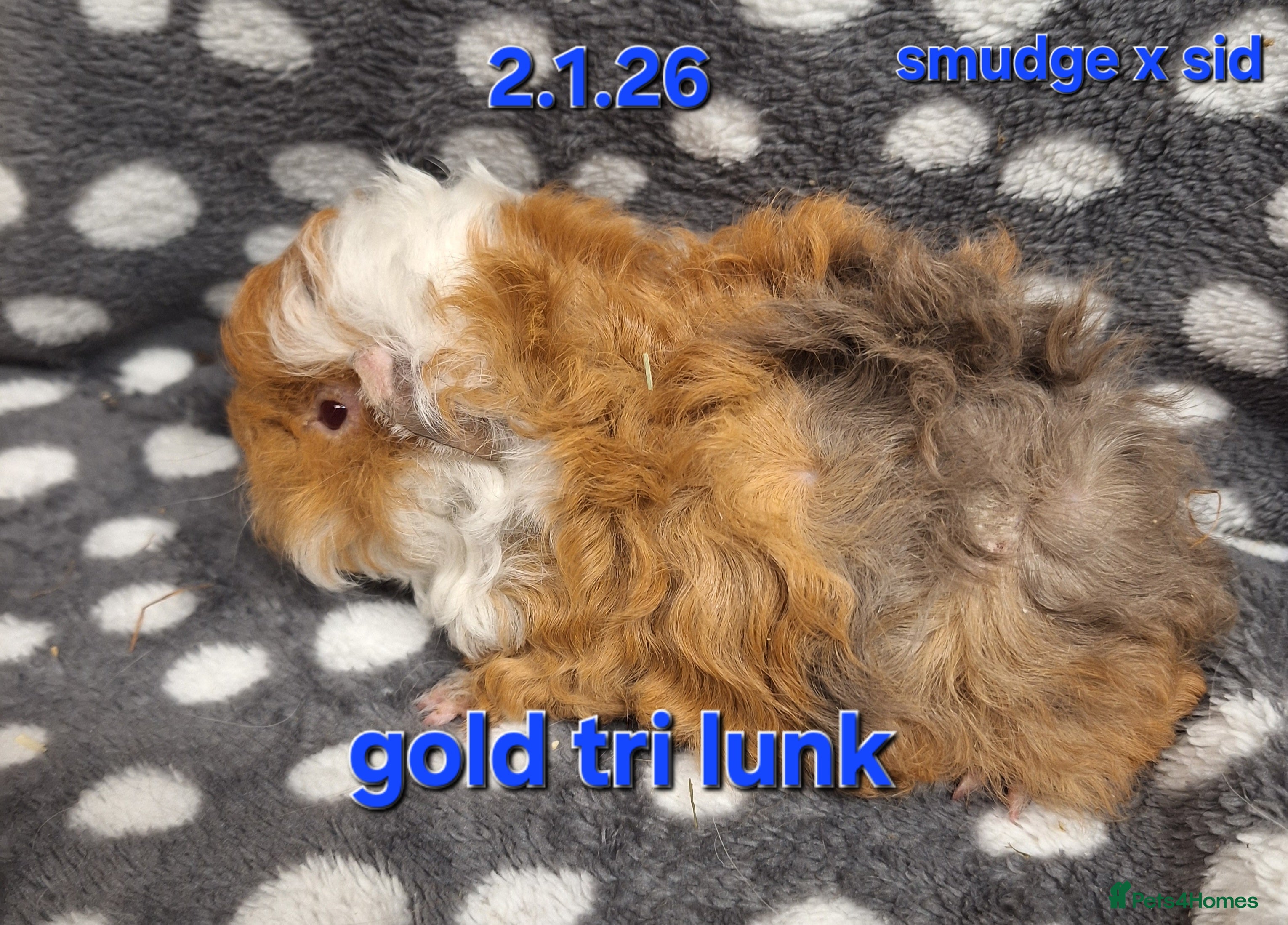 Guinea Pig rodents Purebred lunkarya guinea pig boars - Advert 15