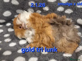 Guinea Pig rodents Purebred lunkarya guinea pig boars - Advert 15