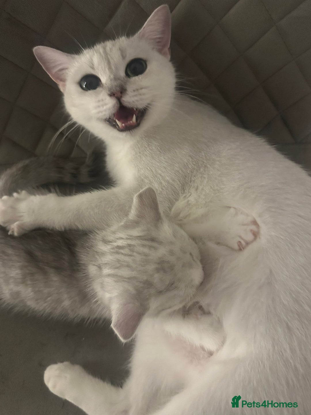 Scottish Fold cats for sale: Scottish fold kittens for sale - Advert 5