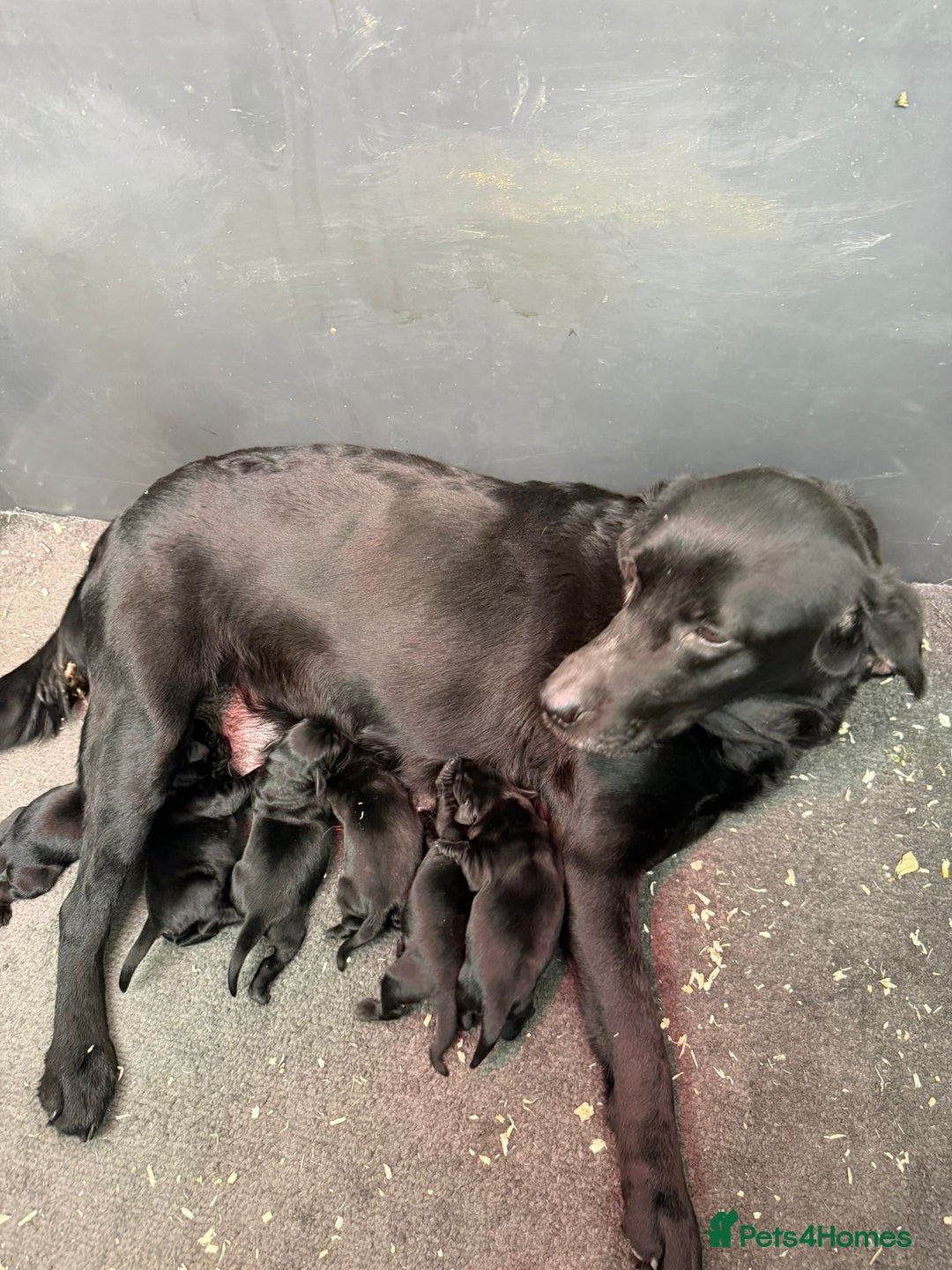 Labrador Retriever dogs for sale: Beautiful Black KC reg Labrador Puppies - Advert 5