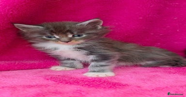 Maine Coon cats - Advert 10