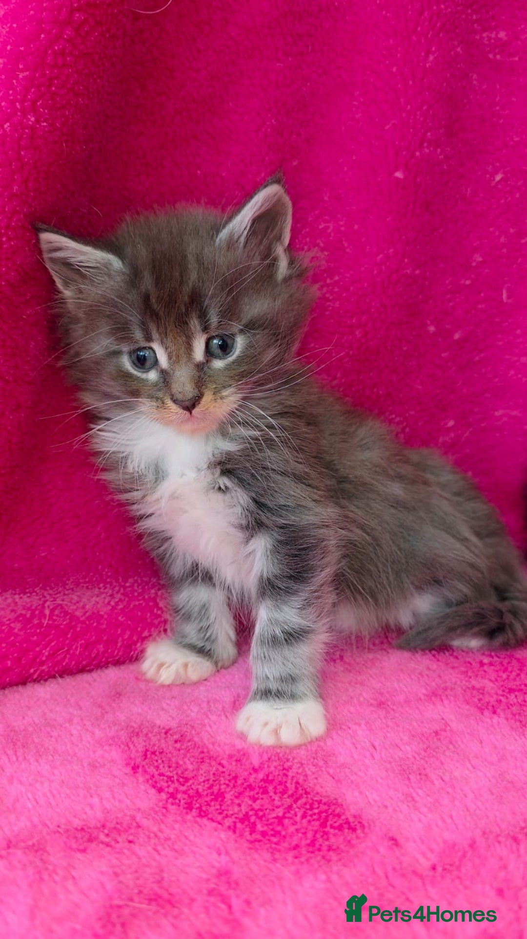 Maine Coon cats for sale: Last girl Tica Beautiful Maine Coon kittens  - Image 3