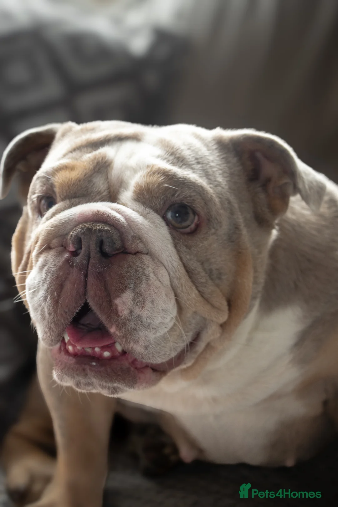English Bulldog dogs for sale: Our gorgeous English bulldog Nellie age 3 years  - Advert 5