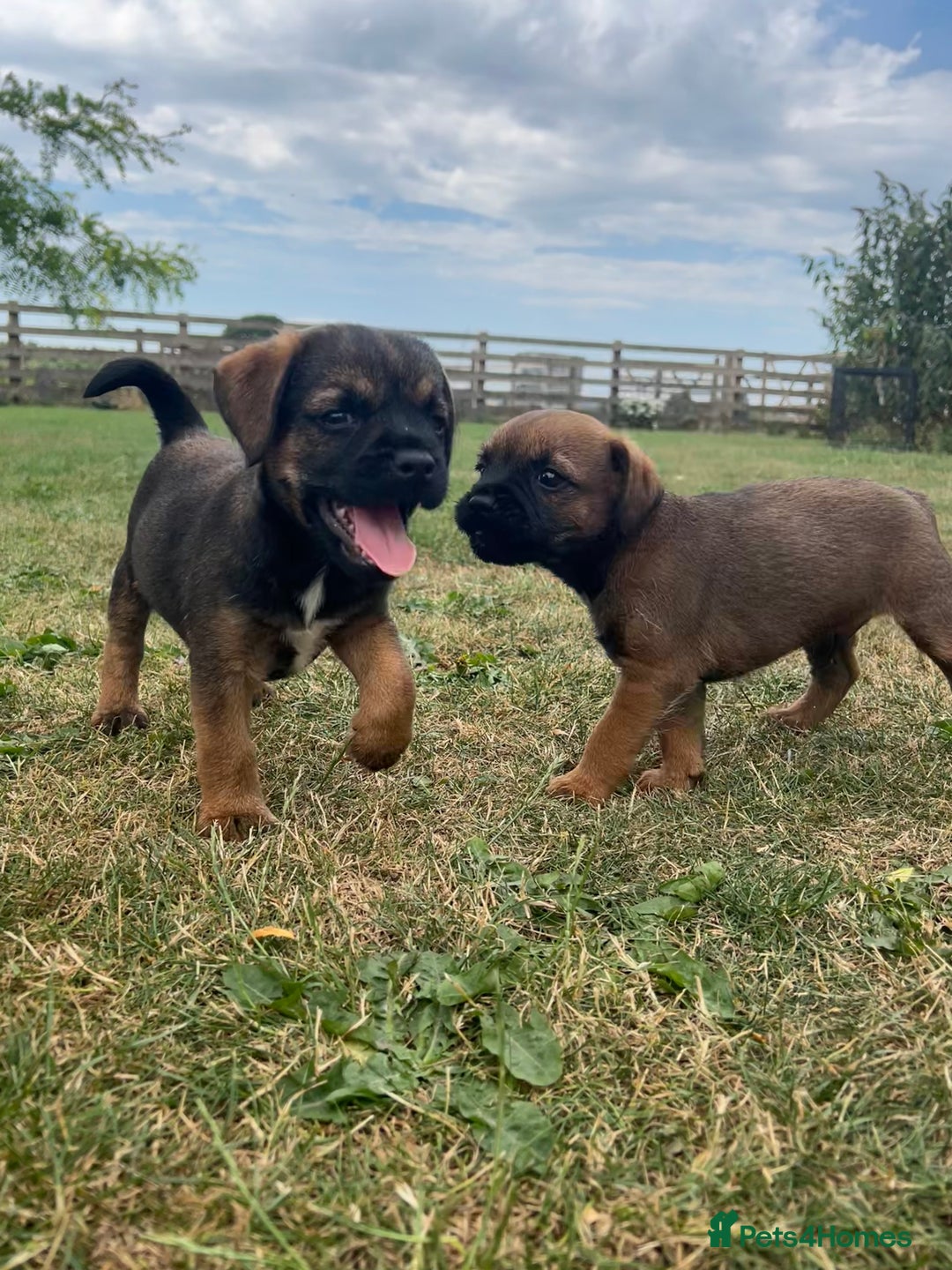 Border Terrier dogs for sale: Fabulous Chucky Boys - Image 4