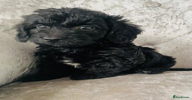 Cockapoo dogs - Advert 5