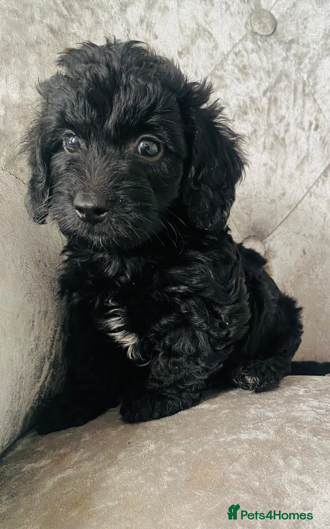 Cockapoo dogs for sale: Beautiful Black Cockapoo Puppies  - Image 2