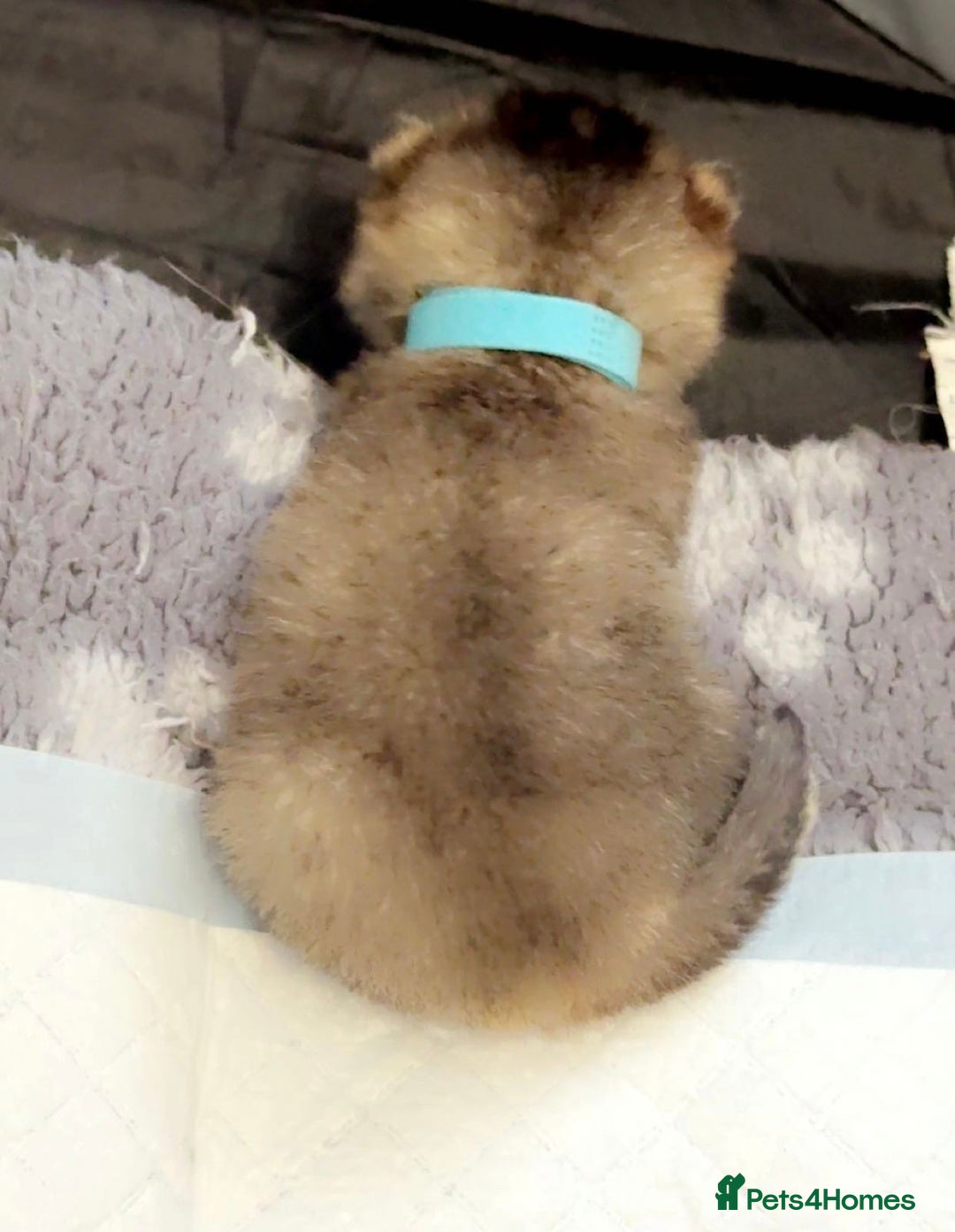 British Shorthair cats for sale: Ready to reserve  pedigree gold black shade bsh   - Image 9