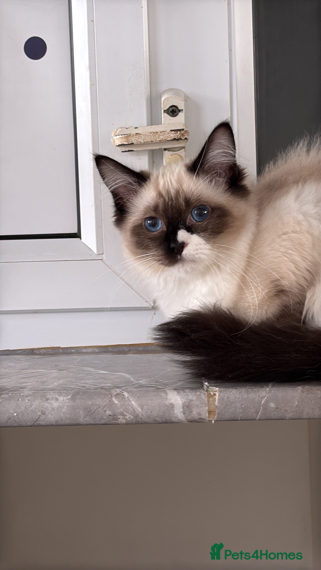 Ragdoll cats Stunning fully vaccinated ragdoll kittens - Advert 2