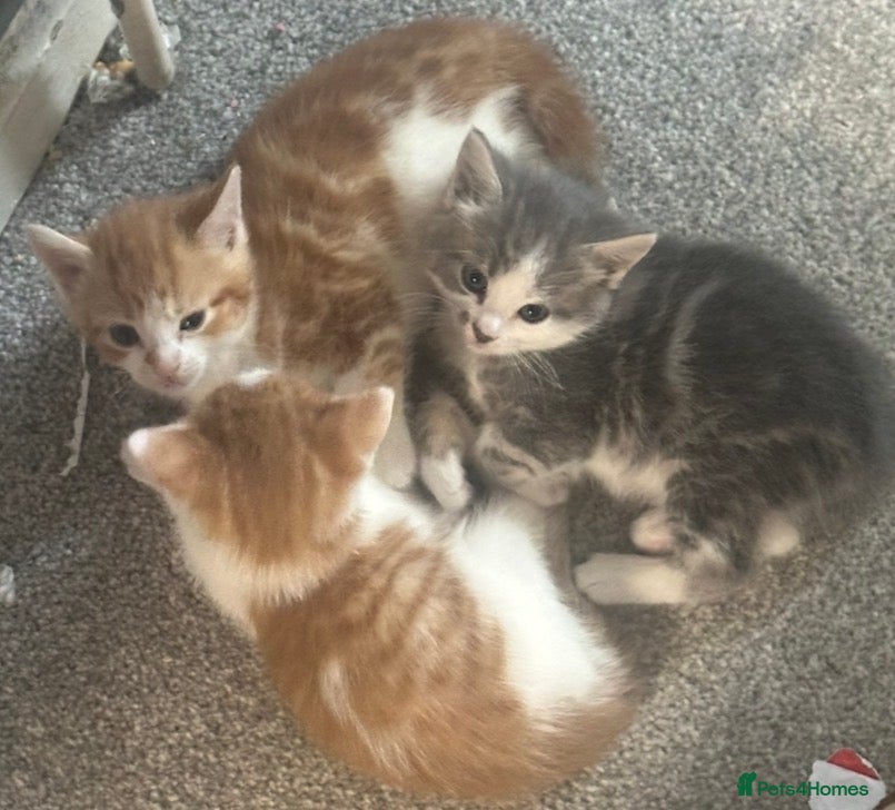 Mixed Breed cats 8 week old beautiful kittens - Advert 2