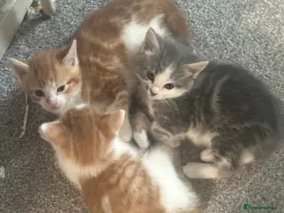 Mixed Breed cats 8 week old beautiful kittens - Advert 2