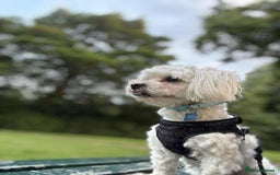 Bichon Frise dogs for sale: Maltese  - Image 6