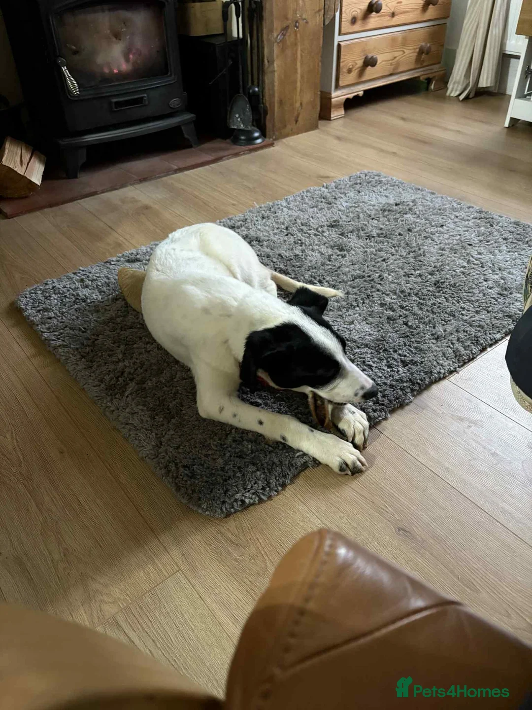 Mixed Breed dogs for adoption: Rupert Duffy, gorgeous 5 mth old Lab cross Pointer - Advert 9