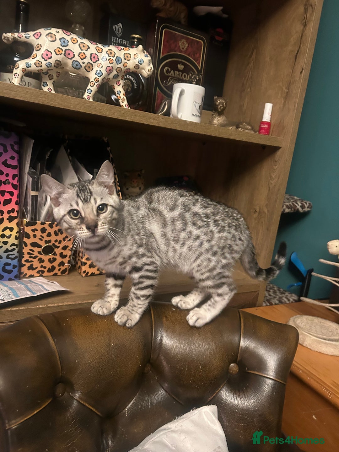 Bengal cats for sale: Two incredibly friendly TICA reg kittens  in Darwen - Image 17