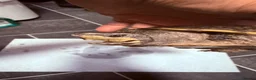 Turtle reptiles for sale: 2 male Turtles in Guildford - Advert 10
