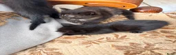 Mixed Breed cats for sale: Gorgeous fluffy kittens - Advert 10