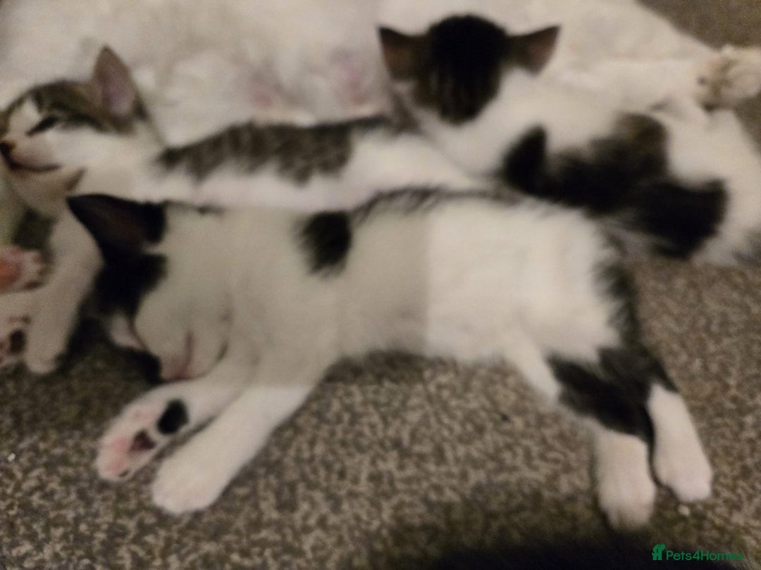 Mixed Breed cats for sale: Sweet kittens  - Image 12