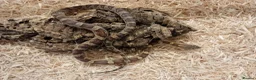 Corn Snake reptiles for sale: Beautiful, Captive-Bred Corn Snakes – DJL Exotics - Advert 14