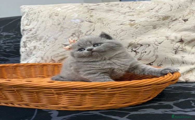 British Shorthair cats - Advert 1