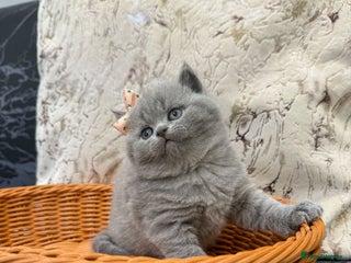 British Shorthair cats - Advert 3