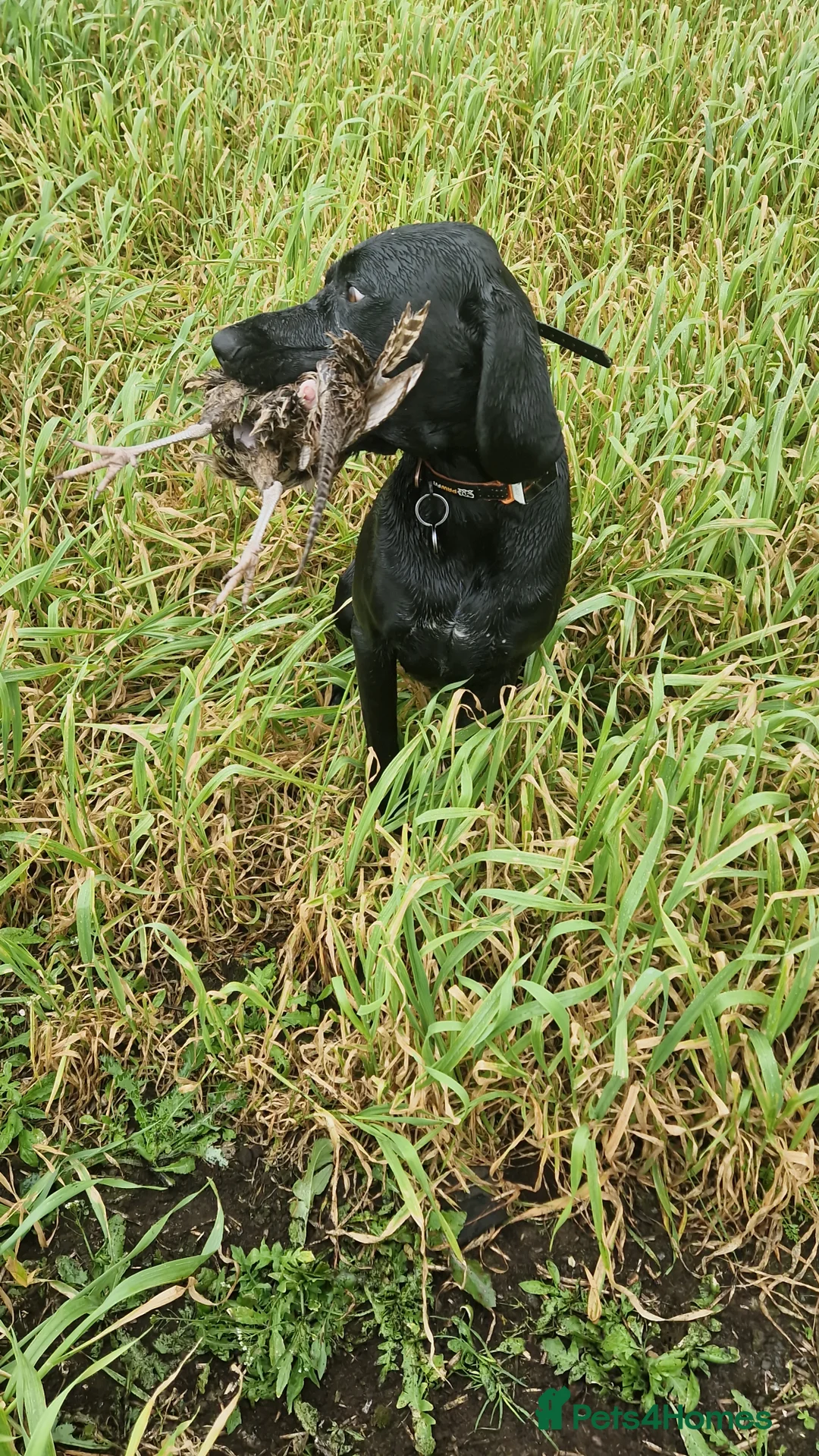 German Shorthaired Pointer dogs for stud: Proven sire full KC Reg GSP 5th Generation in Liverpool - Advert 21