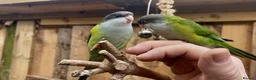 Parakeets birds for sale: Sierra parakeets hand reared silly tame  in ELY - Advert 1