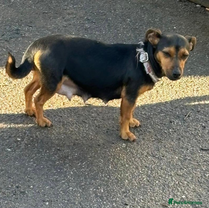 Jack Chi dogs Jack Chi’s  - Advert 1