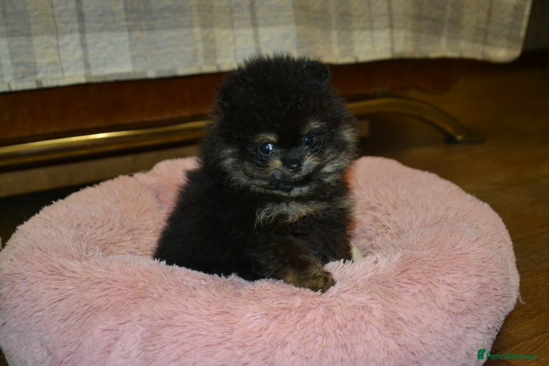 Pomeranian dogs for sale: Chocolate 😍🧸🤎✨ - Advert 10