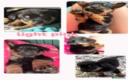 Rottweiler dogs for sale: Rottweiler Champion bloodline  - Image 8