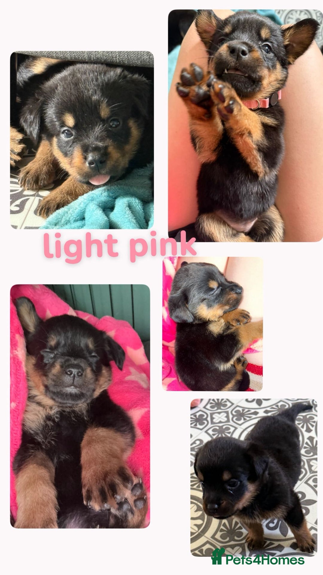 Rottweiler dogs for sale: Rottweiler Champion bloodline  - Image 8