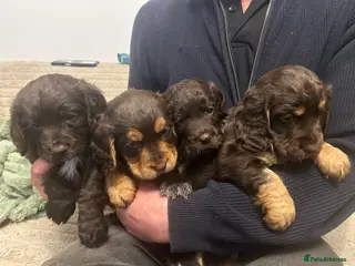 Cocker Spaniel dogs Working cocker spaniel pups - Advert 2