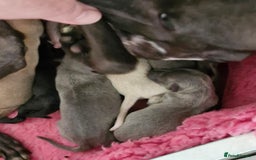 Italian Greyhound dogs for sale: KC reg  Italian greyhound puppies  - Image 8
