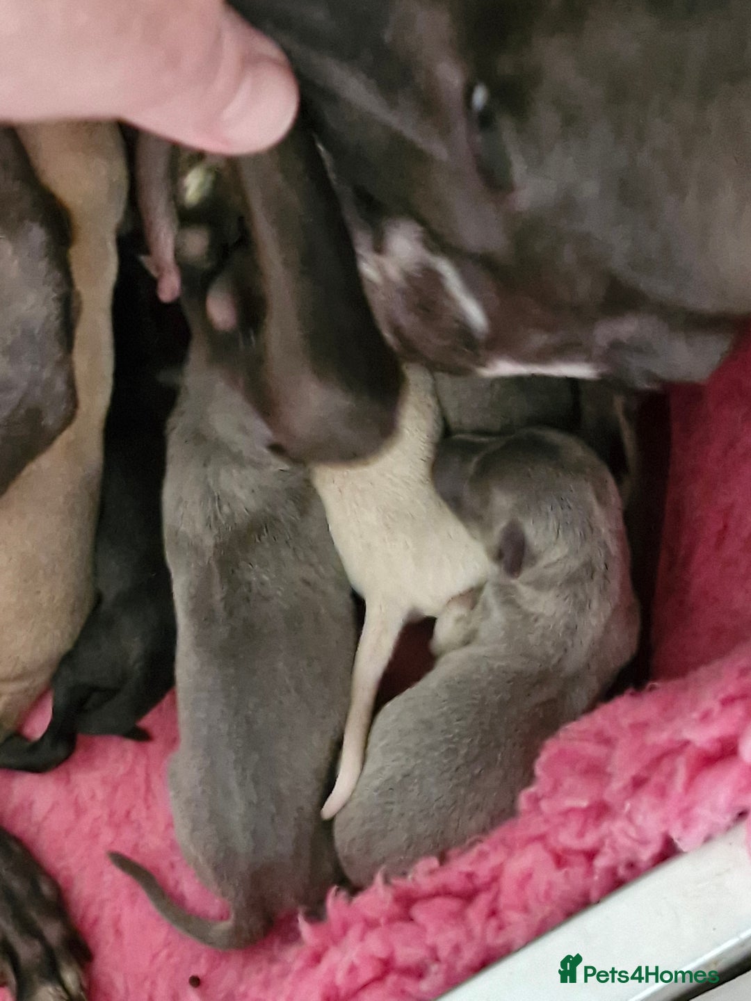 Italian Greyhound dogs for sale: KC reg  Italian greyhound puppies  - Image 8