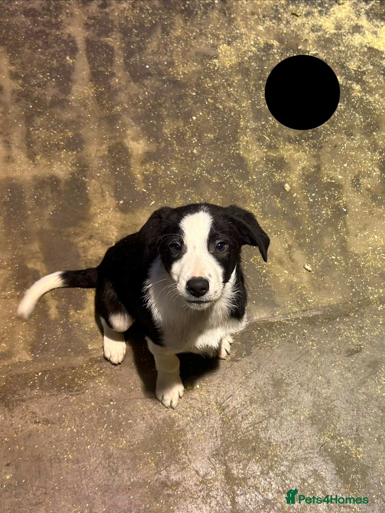 Border Collie dogs Working Border Collie puppies  - Advert 1