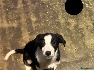 Border Collie dogs Working Border Collie puppies - Advert 1