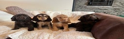 Cocker Spaniel dogs for sale: Health tested KC reg low co eff show type cockers - Advert 2