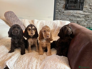 Cocker Spaniel dogs Health tested KC reg low co eff show type cockers - Advert 2