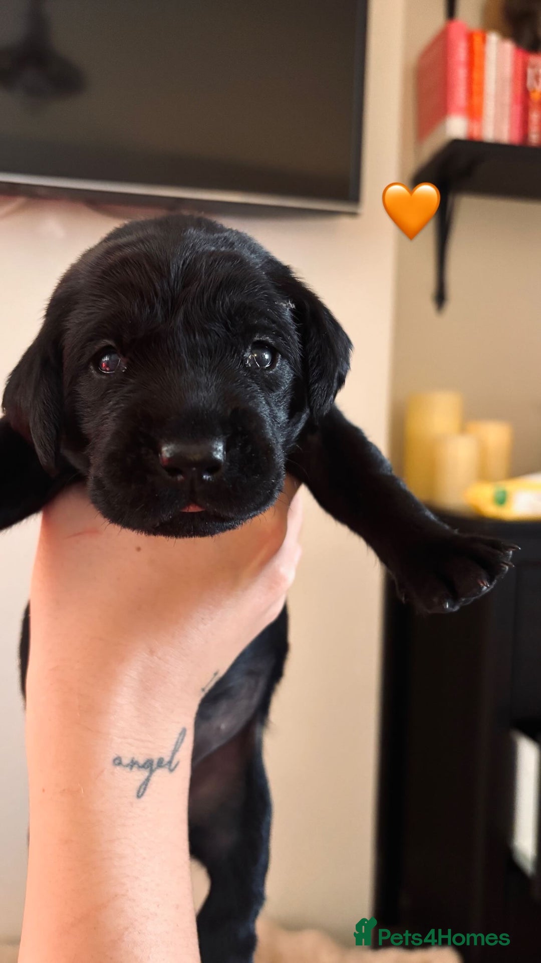 Labrador Retriever dogs for sale: Beautiful KC Labs / DRAKESHEAD - 1 BOY LEFT! - Advert 21