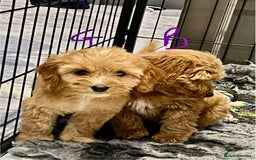 Cockapoo dogs for sale: F1 Show cockapoos(ready now ) - Image 2