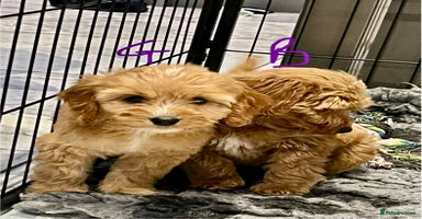 Cockapoo dogs - Advert 15