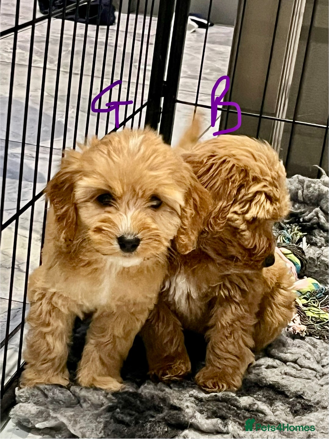 Cockapoo dogs for sale: F1 Show cockapoos(ready now ) - Image 2