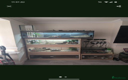 Bearded Dragon reptiles for sale: 3 bearded dragon with full setup  - Image 2