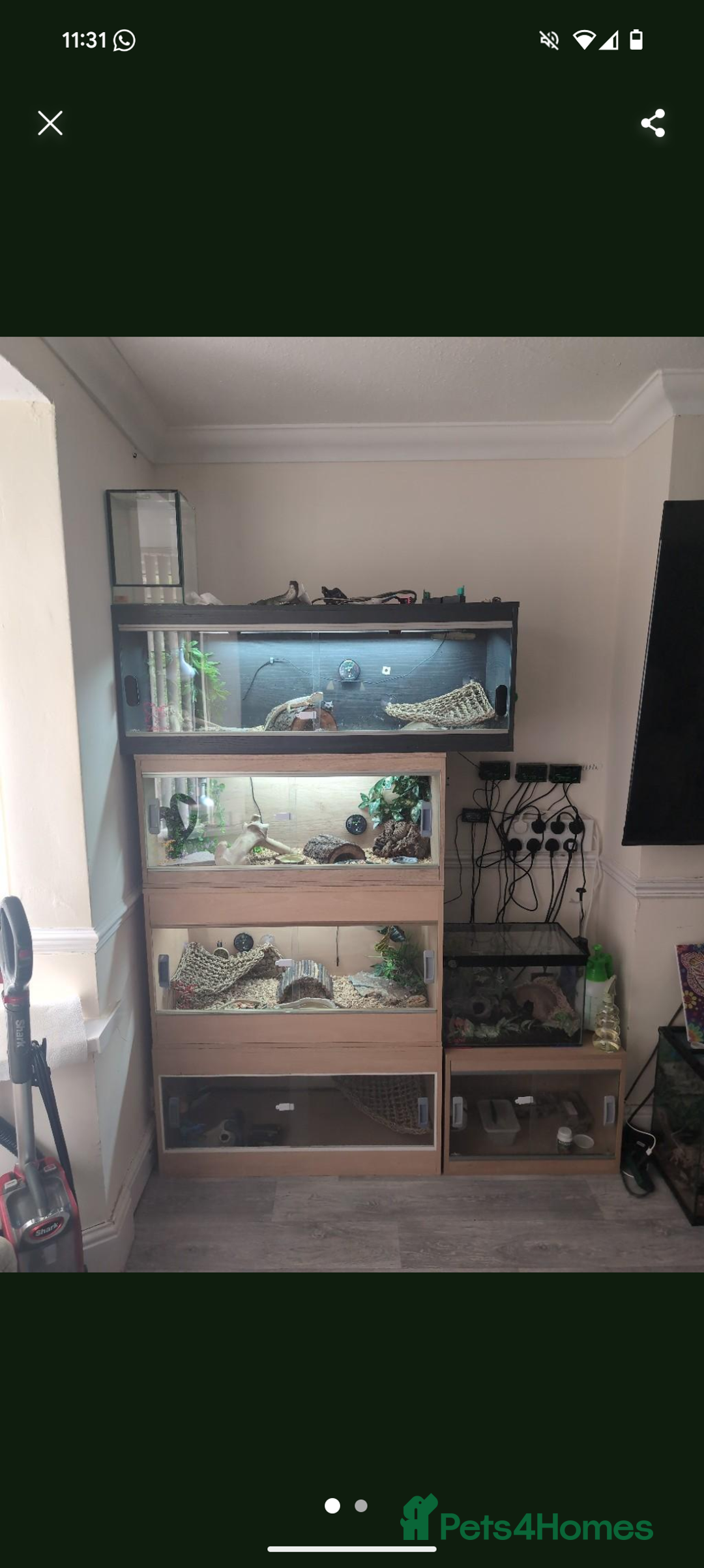 Bearded Dragon reptiles for sale: 3 bearded dragon with full setup  - Image 2