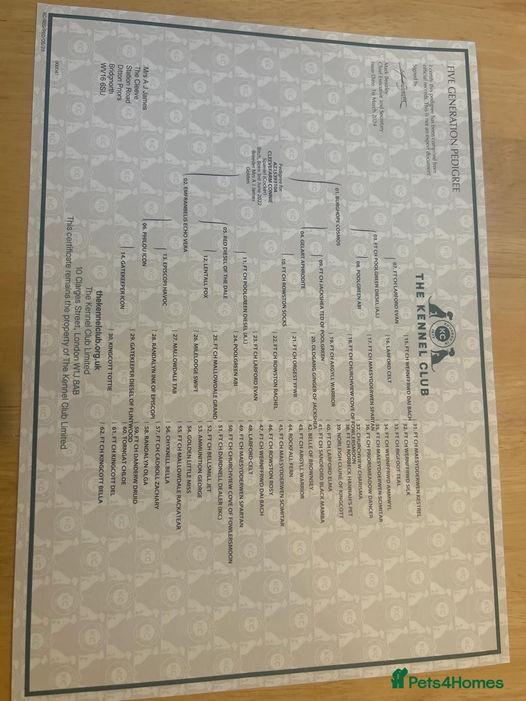 Cocker Spaniel dogs for sale: Golden Working Cocker Spaniel litter - Advert 10