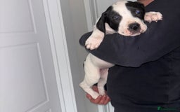 Mastiff dogs for sale: Mastiff hybrid  - Image 9