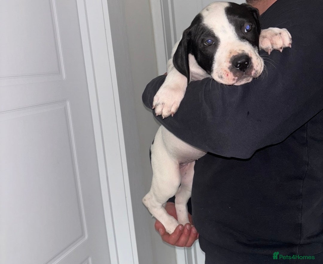 Mastiff dogs for sale: Mastiff hybrid  - Image 9