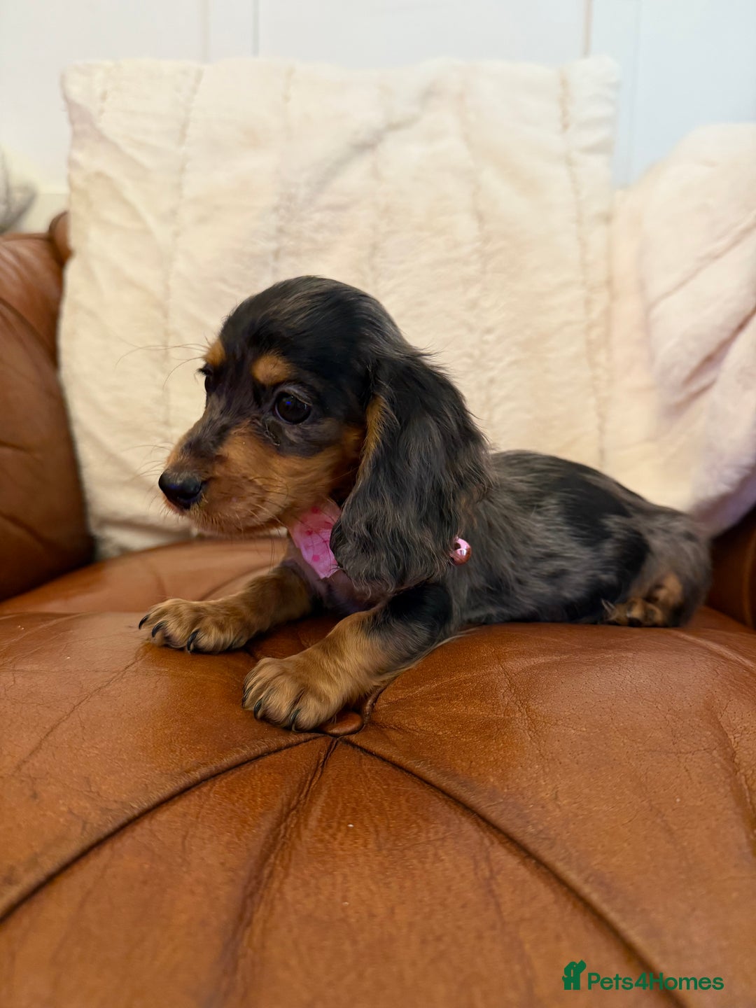 Miniature Dachshund dogs for sale: Beautiful Cream Longcoats Miniature Dachshund  - Advert 17