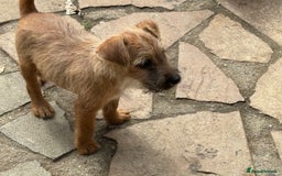 Mixed Breed dogs for sale: Working Lakeland x Patterdale  - Image 23