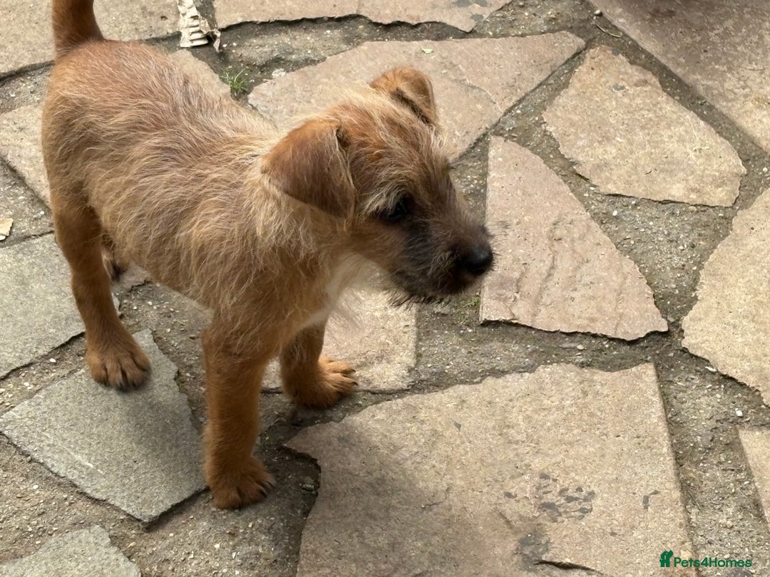 Mixed Breed dogs for sale: Working Lakeland x Patterdale  - Image 23