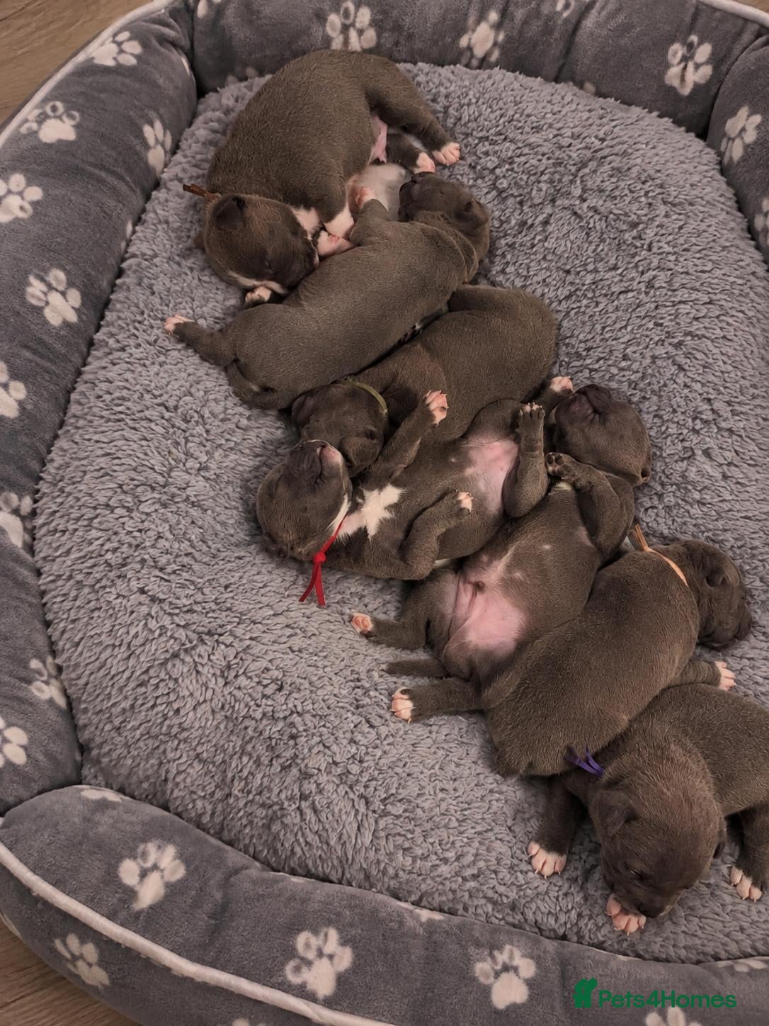 Staffordshire Bull Terrier dogs 7 STUNNING STAFFIE PUPPIES  - Advert 4