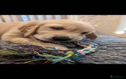 Golden Retriever dogs for stud: EXTENSIVELY HEALTH TESTED, KC Reg PROVEN in Bishop Auckland - Image 10